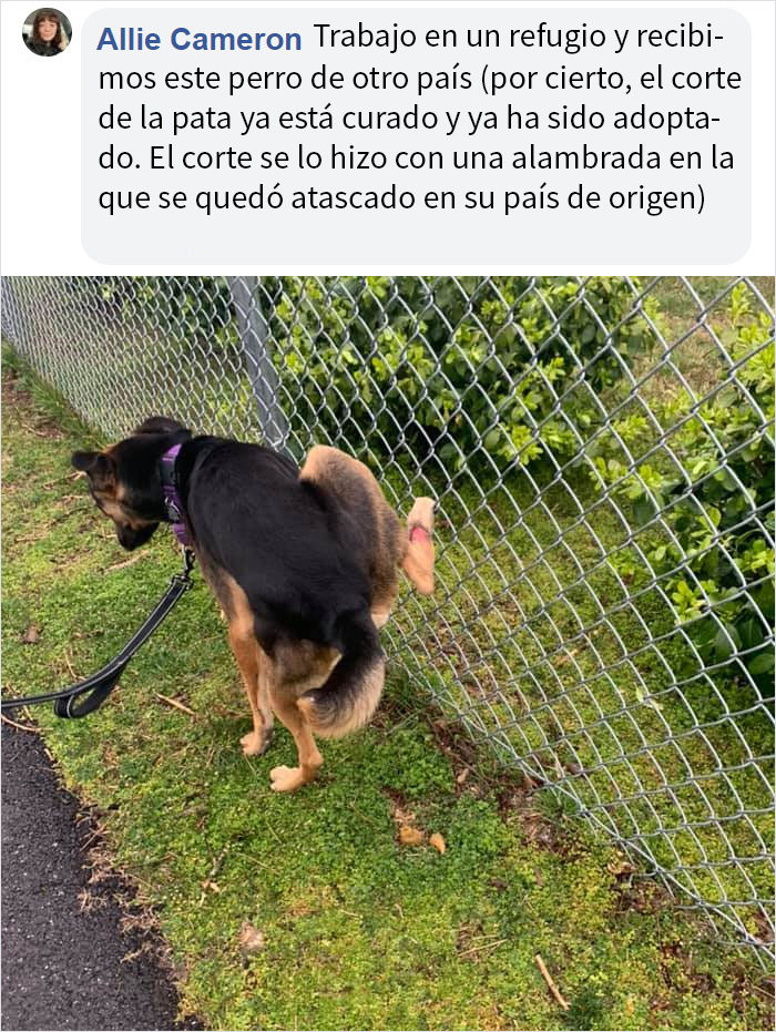 Este hombre preguntó si otros perros también hacen caca en posturas extrañas como el suyo, y recibió 35 fotos como respuesta