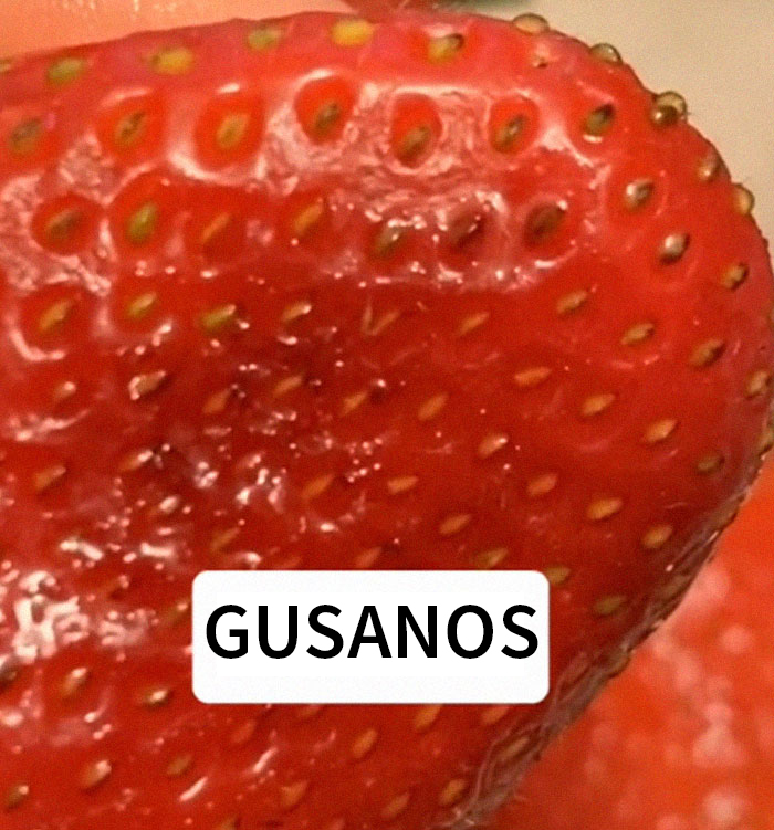Parece que si pones fresas en remojo en agua con sal, salen bichos de ellas