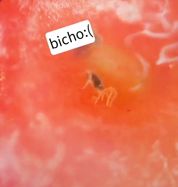 Parece que si pones fresas en remojo en agua con sal, salen bichos de ellas