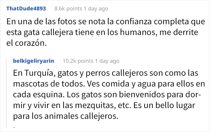 Esta mamá gata llevó a su gatito enfermo al hospital, y los médicos se apresuraron a ayudarlos