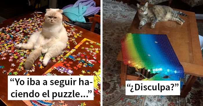 30 Fotos que muestran la realidad de intentar hacer un puzzle con tu gato