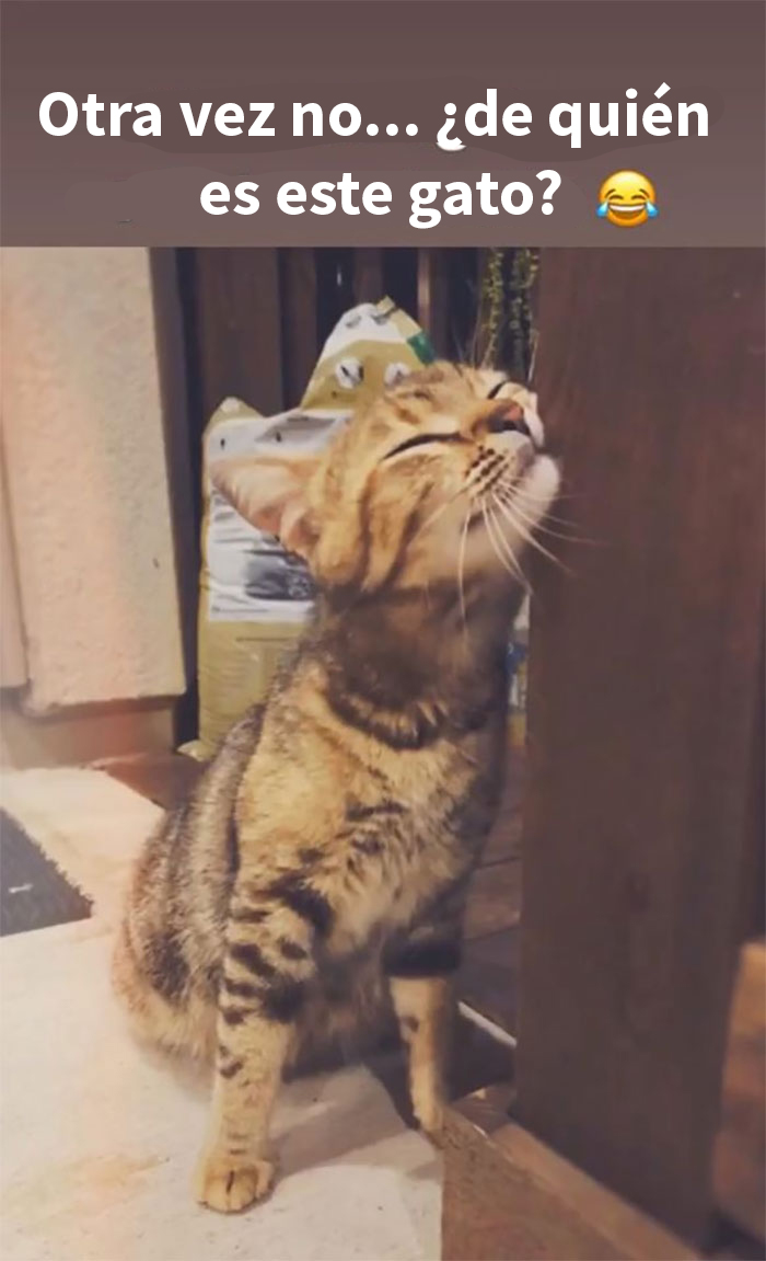 Esta mujer documentó de forma divertida sus intentos de cuidar a un gato que no paraba de visitarla