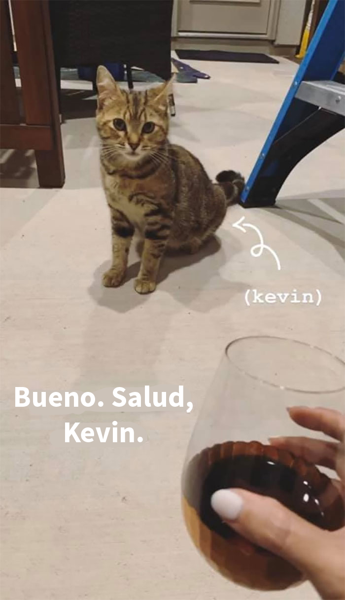 Esta mujer documentó de forma divertida sus intentos de cuidar a un gato que no paraba de visitarla