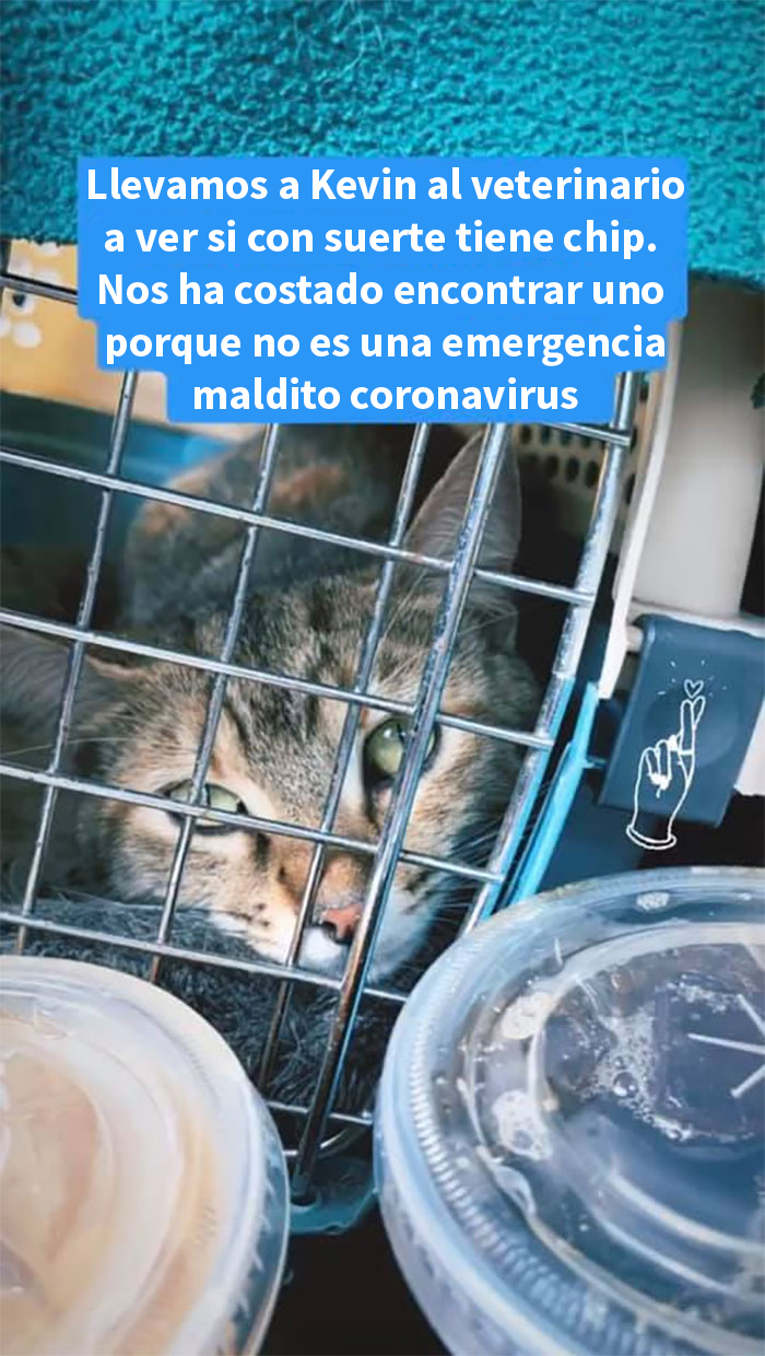 Esta mujer documentó de forma divertida sus intentos de cuidar a un gato que no paraba de visitarla