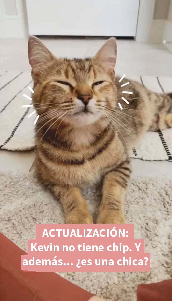 Esta mujer documentó de forma divertida sus intentos de cuidar a un gato que no paraba de visitarla