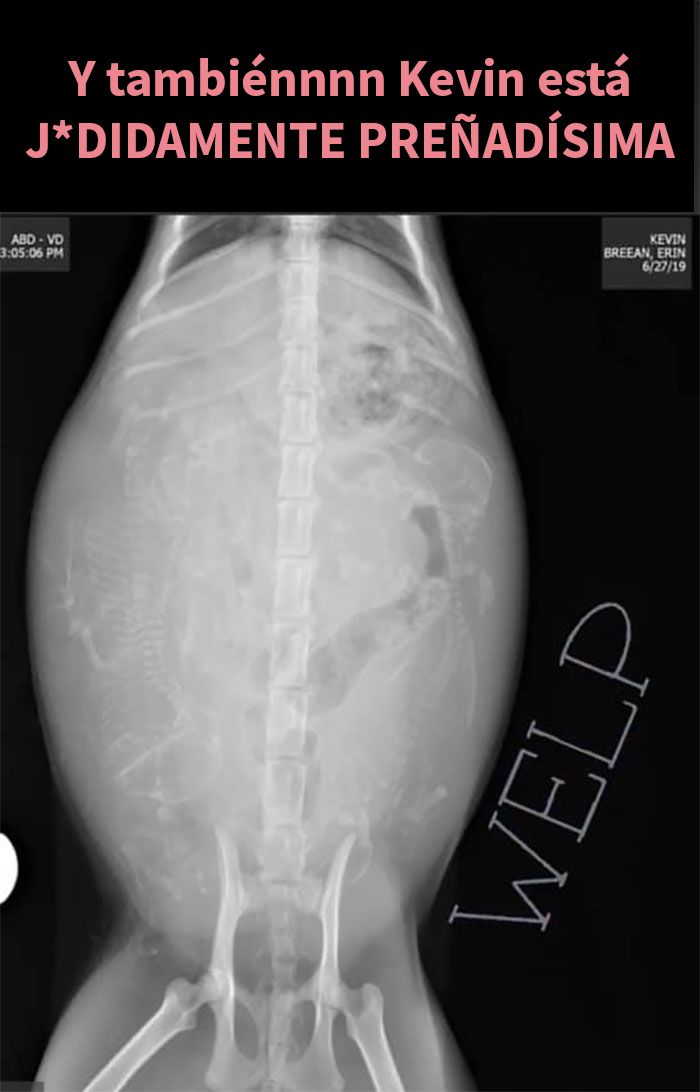 Esta mujer documentó de forma divertida sus intentos de cuidar a un gato que no paraba de visitarla