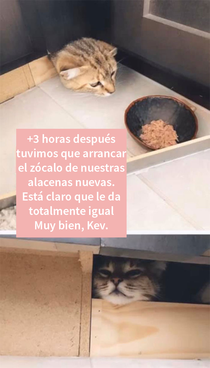 Esta mujer documentó de forma divertida sus intentos de cuidar a un gato que no paraba de visitarla