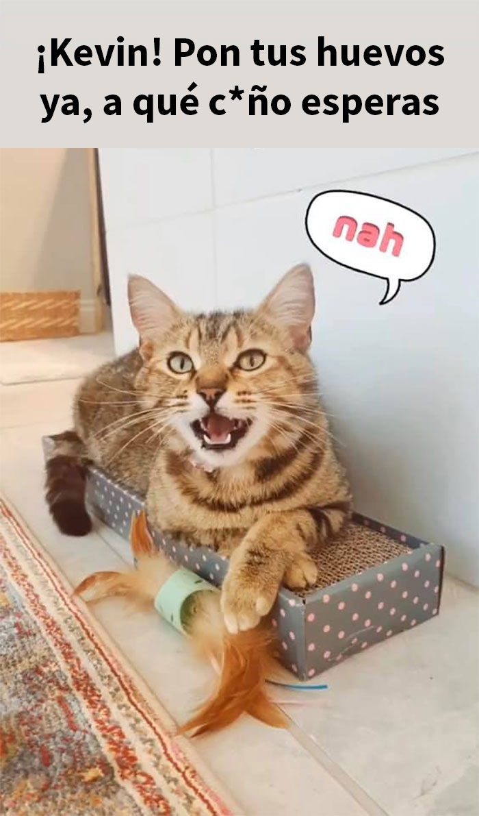Esta mujer documentó de forma divertida sus intentos de cuidar a un gato que no paraba de visitarla