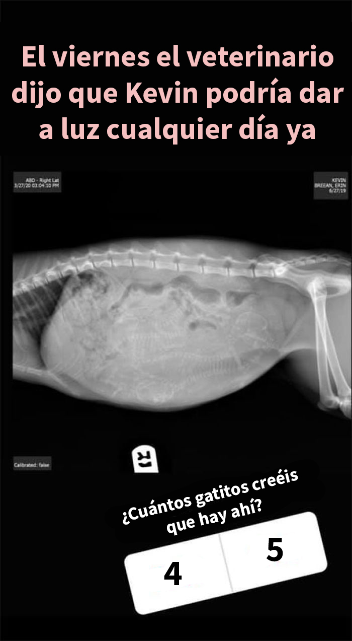 Esta mujer documentó de forma divertida sus intentos de cuidar a un gato que no paraba de visitarla