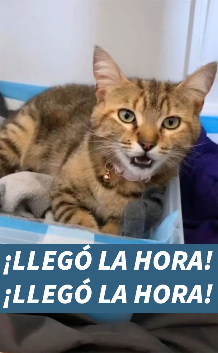 Esta mujer documentó de forma divertida sus intentos de cuidar a un gato que no paraba de visitarla