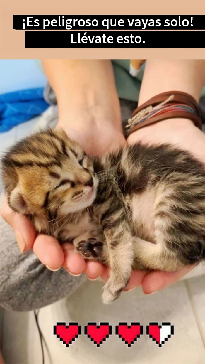 Esta mujer documentó de forma divertida sus intentos de cuidar a un gato que no paraba de visitarla