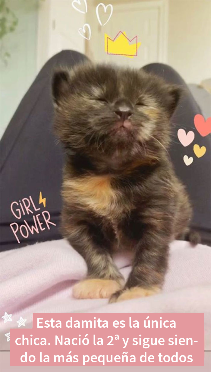Esta mujer documentó de forma divertida sus intentos de cuidar a un gato que no paraba de visitarla