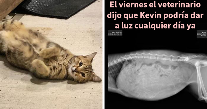 Esta mujer documentó de forma divertida sus intentos de cuidar a un gato que no paraba de visitarla
