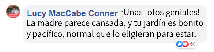 Este alce y sus crías decidieron pasar el día en el jardín de esta familia, y lo documentaron