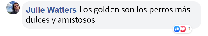 Este golden retriever adora a los repartidores de su zona, y su dueña comienza a grabar su rutina diaria con ellos