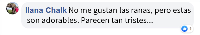 Estas ranas africanas parecen aguacates cabreados y hacen ruiditos graciosísimos