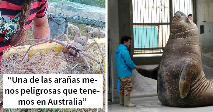 50 Fotos para recordaros que muchos animales son más grandes de lo que pensamos