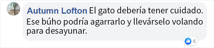 Este ave de presa intenta intimidar a un gato doméstico indefenso mostrando lo grande que es
