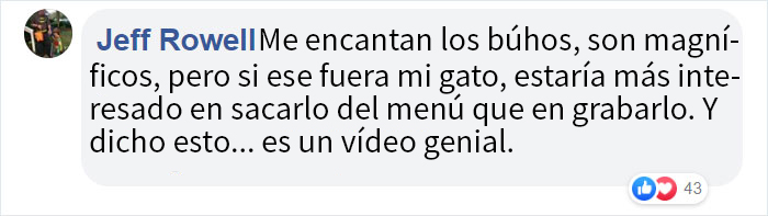 Este ave de presa intenta intimidar a un gato doméstico indefenso mostrando lo grande que es