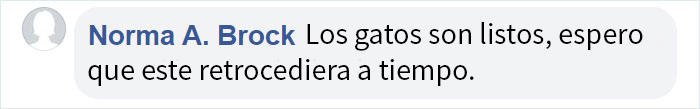 Este ave de presa intenta intimidar a un gato doméstico indefenso mostrando lo grande que es