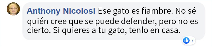 Este ave de presa intenta intimidar a un gato doméstico indefenso mostrando lo grande que es
