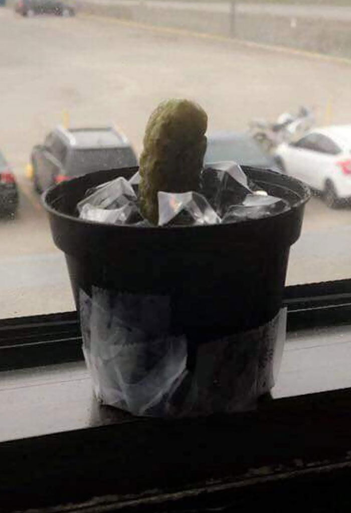 En El Trabajo Hay Un Hombre Que Cree Que Su Nueva Planta Es Un Cactus. Es Un Pepinillo Que Cambiamos Cada 2 Días