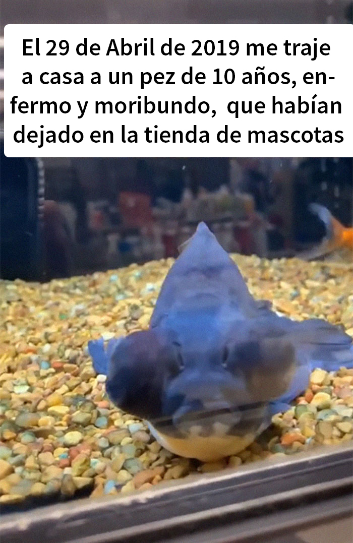 Este pez moribundo fue devuelto a la tienda de mascotas, y esta persona lo cuidó hasta que recobró la salud