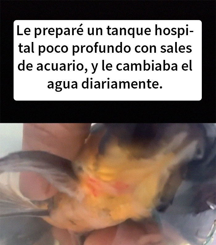 Este pez moribundo fue devuelto a la tienda de mascotas, y esta persona lo cuidó hasta que recobró la salud