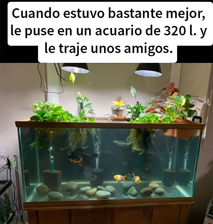 Este pez moribundo fue devuelto a la tienda de mascotas, y esta persona lo cuidó hasta que recobró la salud