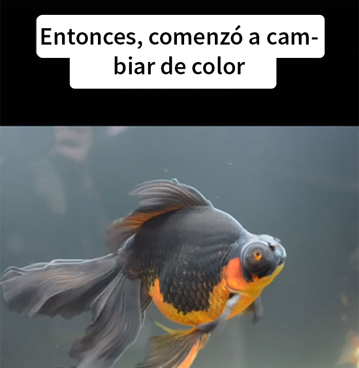 Este pez moribundo fue devuelto a la tienda de mascotas, y esta persona lo cuidó hasta que recobró la salud