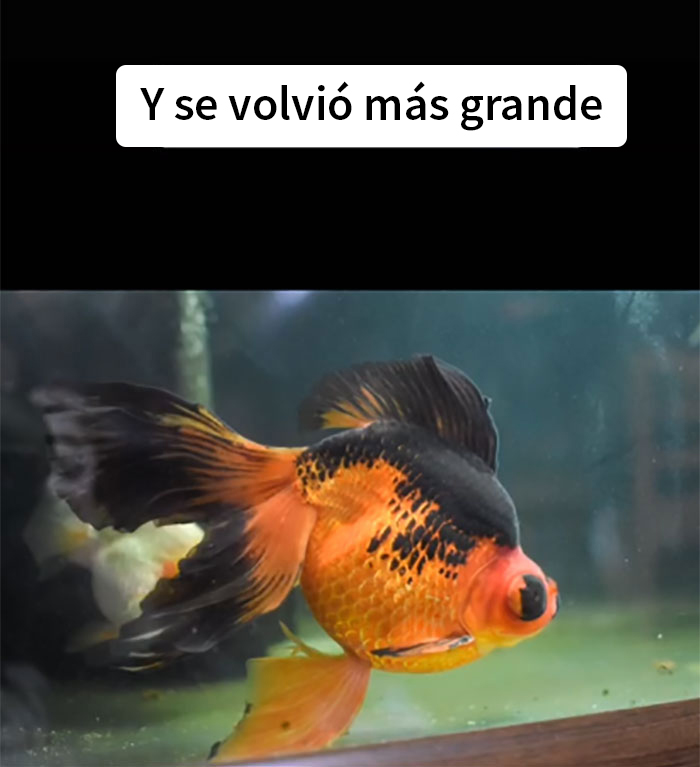 Este pez moribundo fue devuelto a la tienda de mascotas, y esta persona lo cuidó hasta que recobró la salud