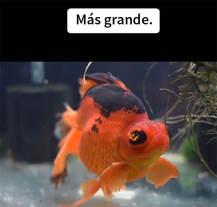 Este pez moribundo fue devuelto a la tienda de mascotas, y esta persona lo cuidó hasta que recobró la salud