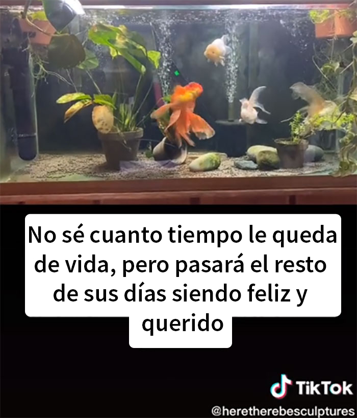 Este pez moribundo fue devuelto a la tienda de mascotas, y esta persona lo cuidó hasta que recobró la salud