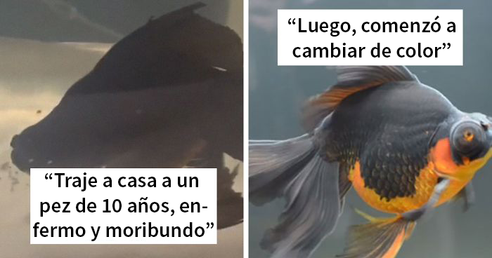 Este pez moribundo fue devuelto a la tienda de mascotas, y esta persona lo cuidó hasta que recobró la salud