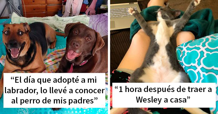 50 Fotos de nuestros lectores mostrando a sus mascotas recién adoptadas