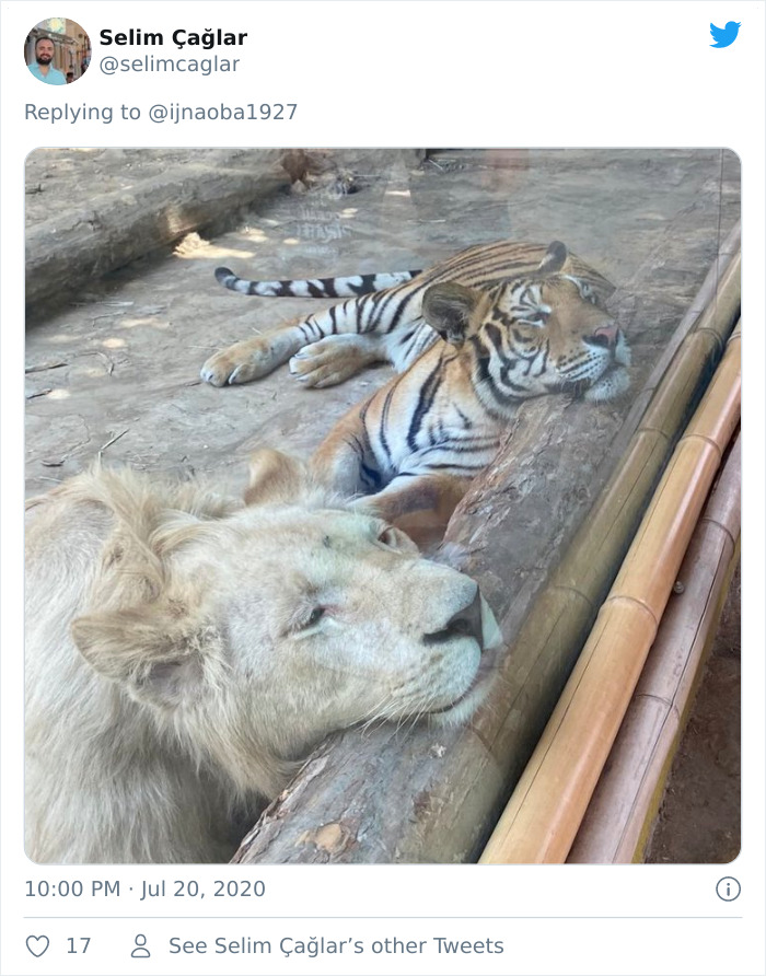 Los Grandes Felinos También Lo Hacen