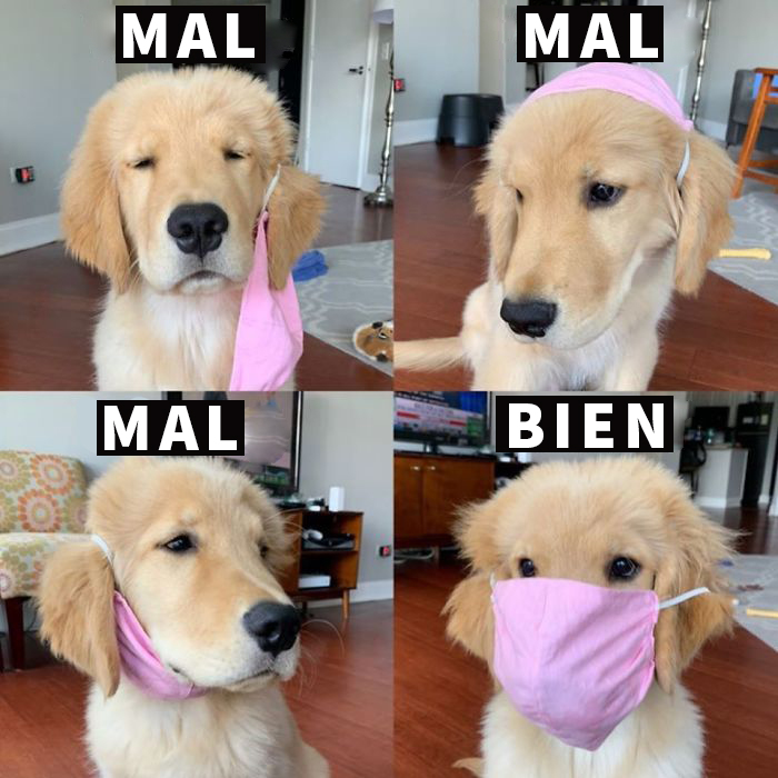 El Perro Te Lo Explica