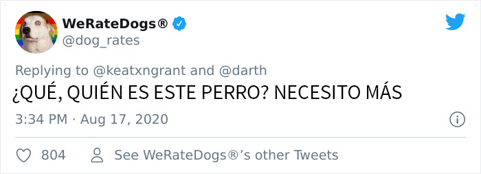 Este esponjoso caniche se ha vuelto viral por sus expresiones casi humanas