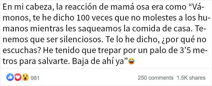 Mamá osa regaña a su osezno por asomarse a la ventana de una casa, y el vídeo se vuelve viral