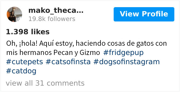 Este pitbull rescatado cree ser un gato, y su nueva familia no para de subir fotos que lo demuestran