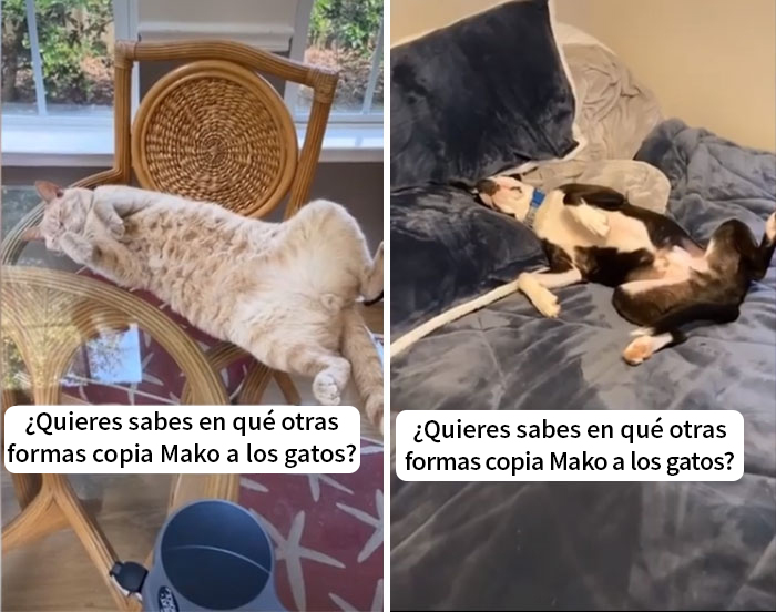 Este pitbull rescatado cree ser un gato, y su nueva familia no para de subir fotos que lo demuestran