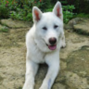 dianaramn avatar