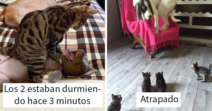 40 Divertidas fotos de gatos portándose fatal con los perros