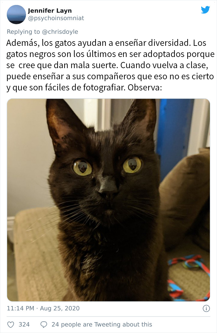 Esta chica canadiense hizo una presentación de Powerpoint para convencer a sus padres de adoptar un gato, y se volvió viral