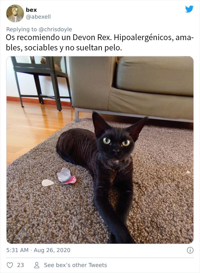 Esta chica canadiense hizo una presentación de Powerpoint para convencer a sus padres de adoptar un gato, y se volvió viral