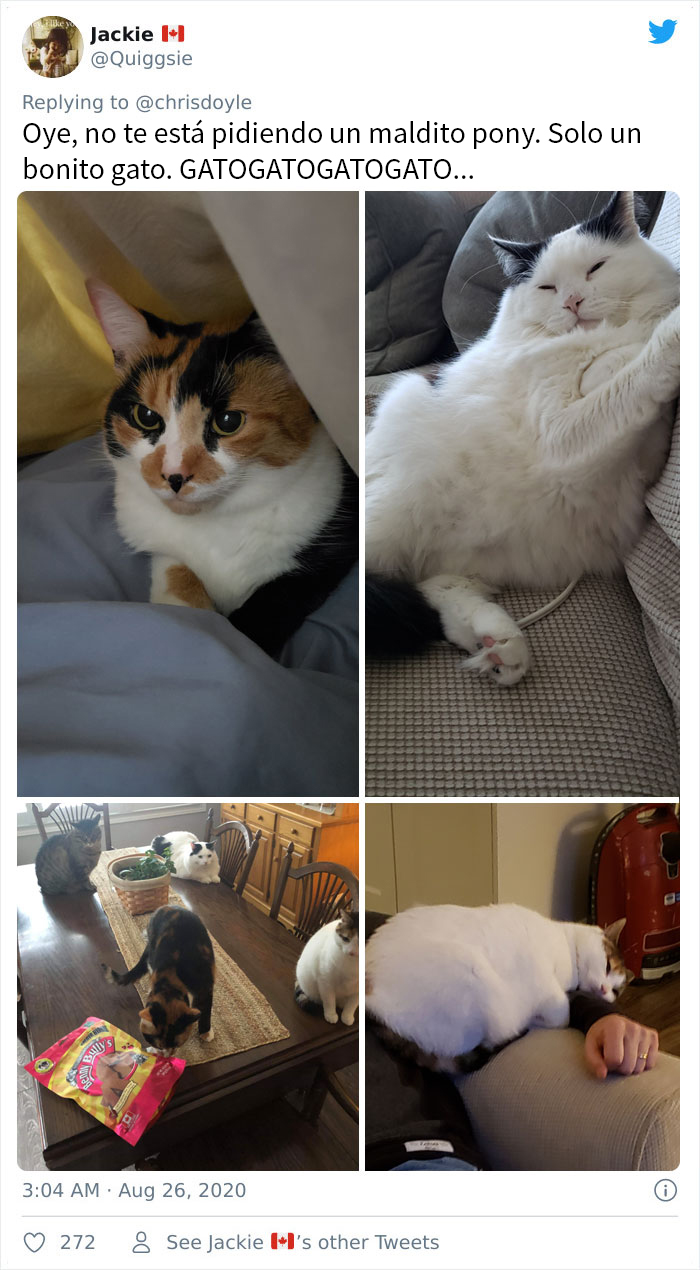 Esta chica canadiense hizo una presentación de Powerpoint para convencer a sus padres de adoptar un gato, y se volvió viral