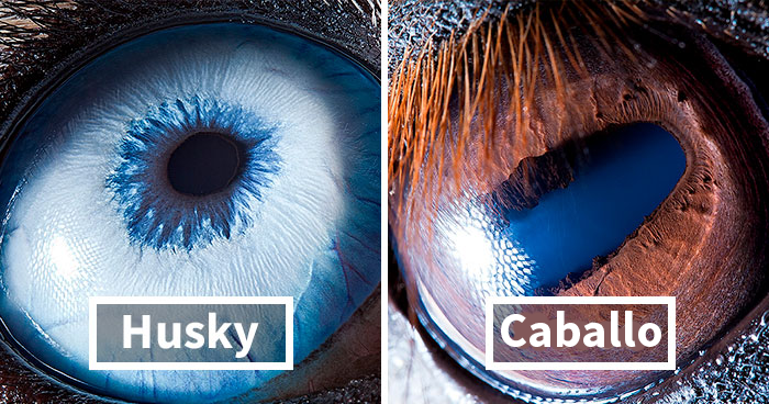 Este fotógrafo armenio capta lo únicos que son los ojos de los animales (30 fotos)