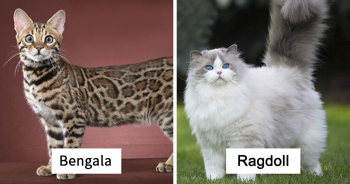 30 De las razas de gatos más populares y sus orígenes