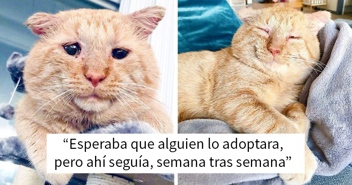 Tras convencer a su casero, esta mujer trajo a casa al más triste gato callejero. Un año después, está irreconocible