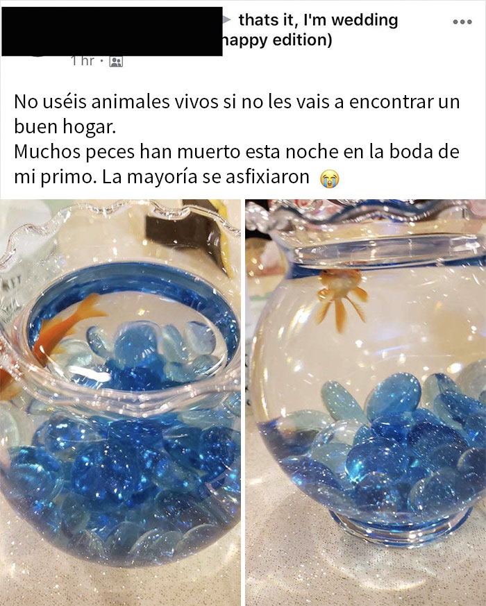 Los Animales Vivos No Son Decoración